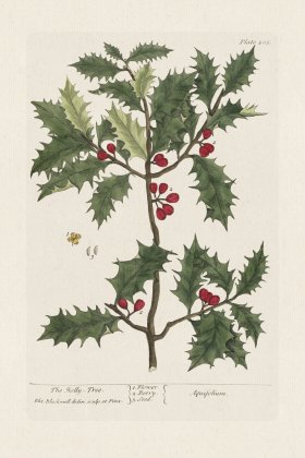 BEE 205 The Holly-Tree