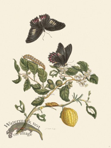 (image for) Merian Metamorphosis 17
