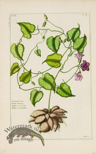 (image for) Buchoz Bot 51