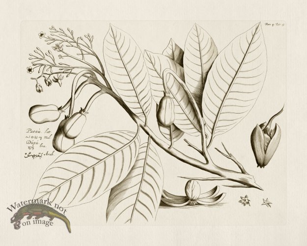 (image for) HORTUS VOL 04 15