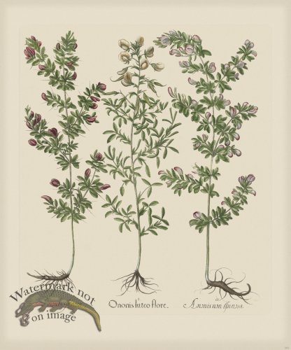 (image for) Besler 263 Colored B2