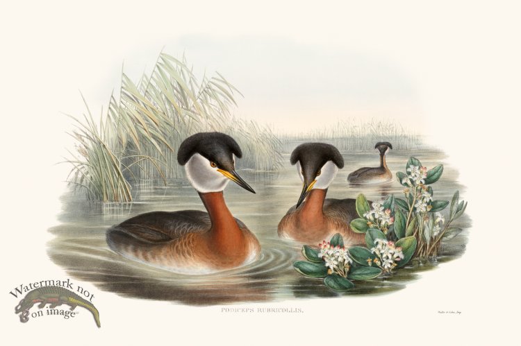(image for) Gould Waterfowl 25