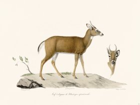 Cuvier 041 Dagger Deer