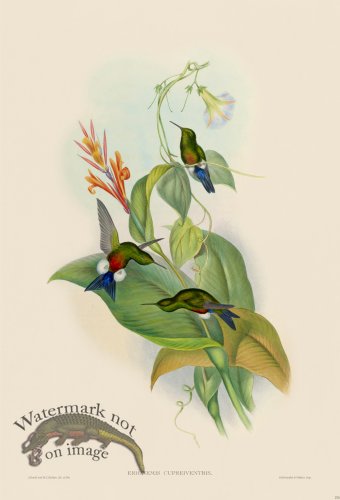 (image for) Gould Hummingbird 270