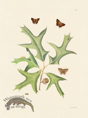 (image for) Abbot Butterfly 014