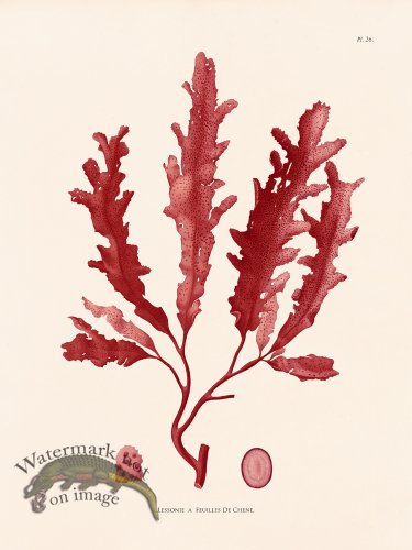 (image for) Oceanie 26