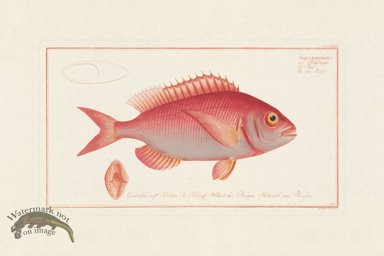 (image for) BLOCH FISH 274