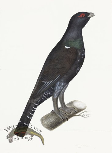 (image for) Rudbeck 007 CAPERCAILLIE 22x30