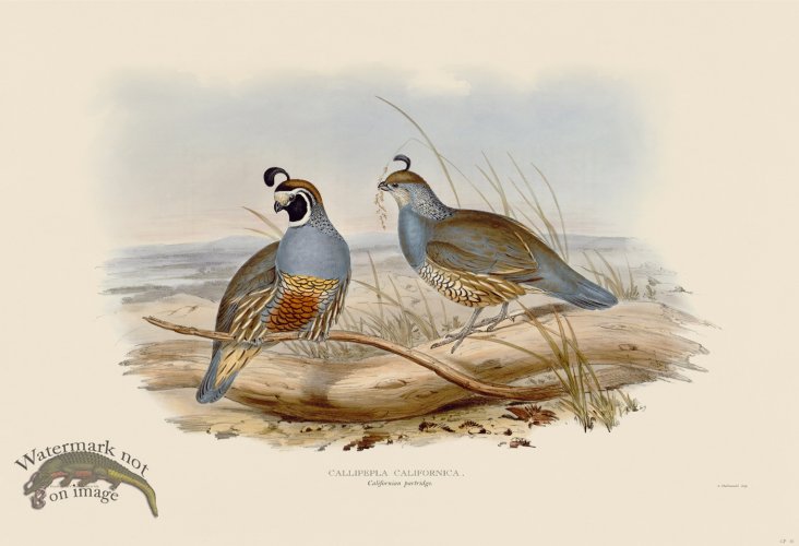 (image for) 16 Califorian partridge