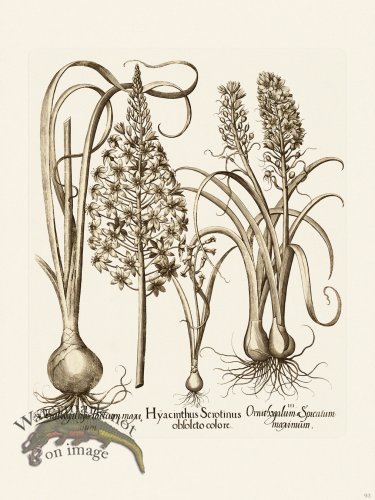 (image for) Besler 093 B1