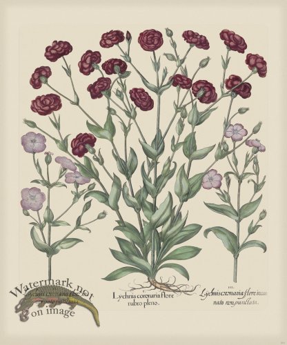 (image for) Besler 251 Colored B2