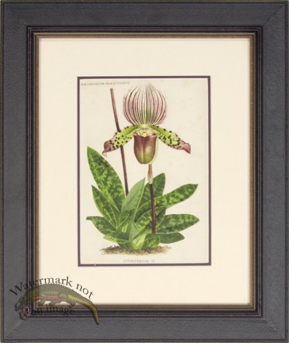 Linden Botanical PF 02