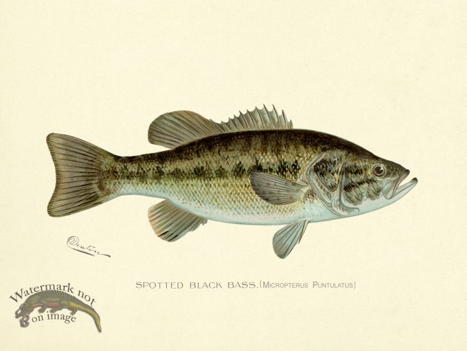 (image for) Bass_Spotted