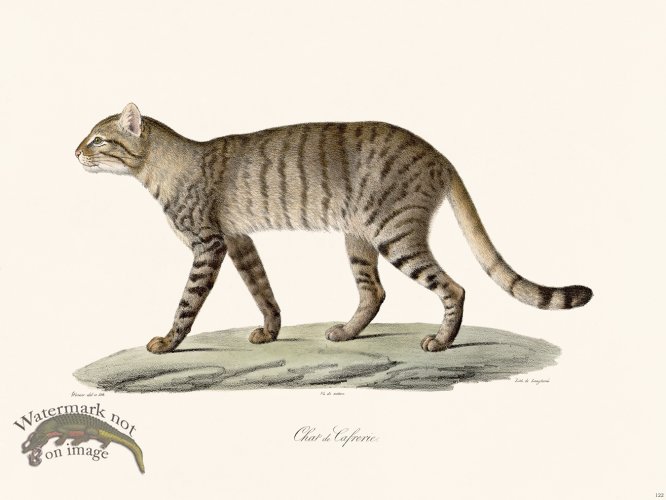 (image for) Cuvier 122 Cafrerie Cat