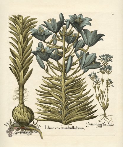 Besler Botanical 086 BG