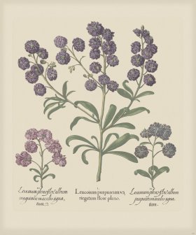 Besler 167 Colored B2