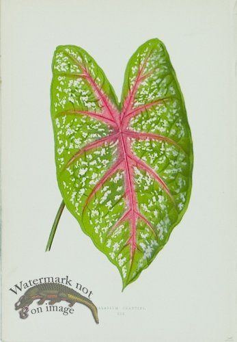 (image for) Lowes Leaves 01