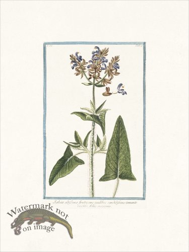 (image for) Bonelli 225 Tallest Sage