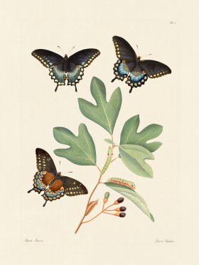 Abbot Butterfly 002