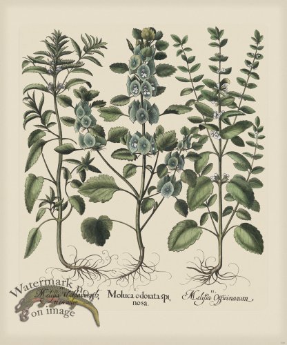 (image for) Besler 226 Colored B2