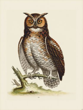 (image for) Edwards 060 Great Horned Owl