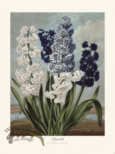 (image for) 06 Hyacinths
