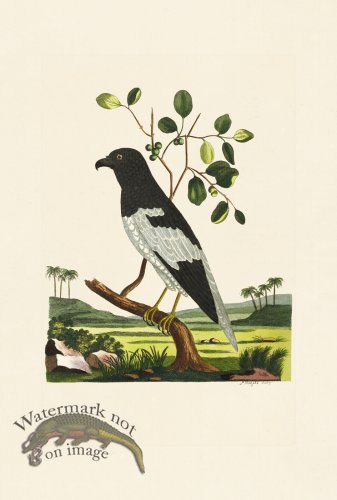 (image for) Pennant Zoology 090