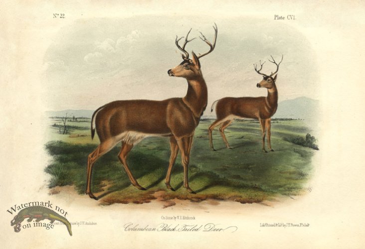 (image for) Black Tailed Deer