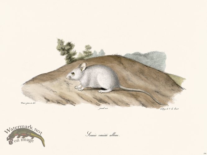 (image for) Cuvier 295 Dwarf Mulol