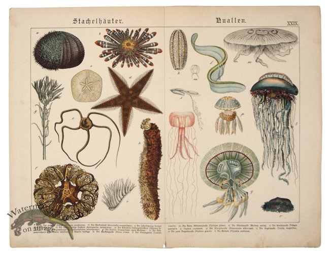 (image for) Starfish Jellyfish 