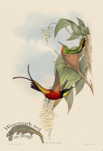(image for) Gould Hummingbird 067