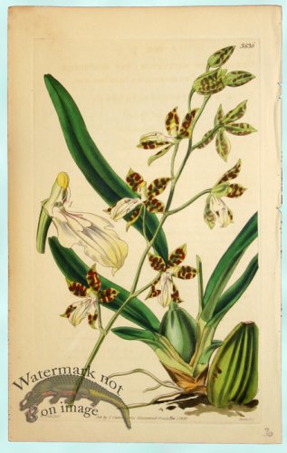 (image for) Curtis Orchids 20