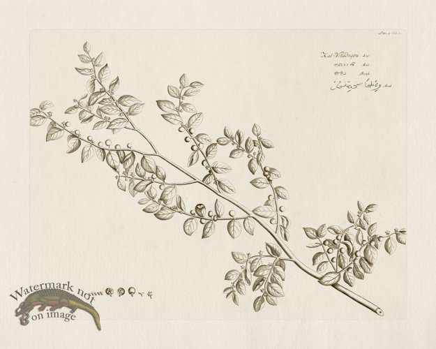 (image for) HORTUS VOl 05 31