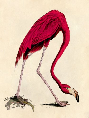 (image for) Pink Flamingo - Tribute Bd 17