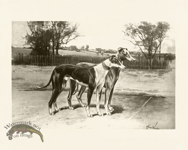 (image for) Modern Dogs 13