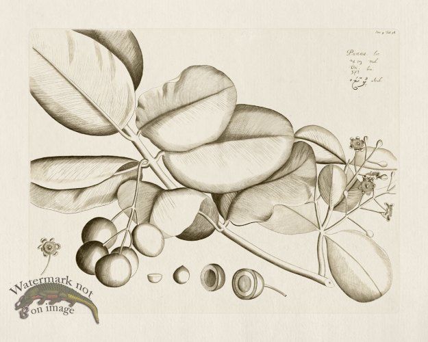 (image for) HORTUS VOL 04 38