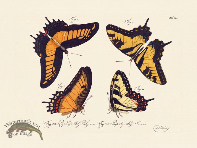 (image for) Jablonsky Butterfly 041