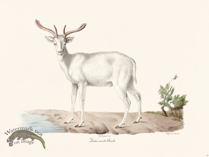 Cuvier 010 Faun White Variety