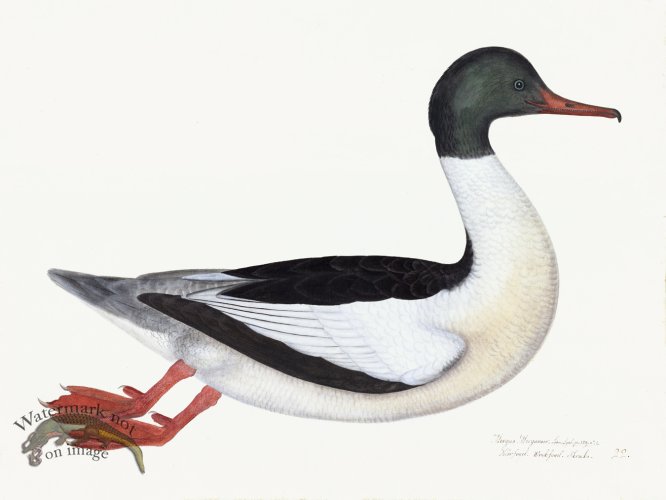 Rudbeck 022 GOOSANDER 24x18