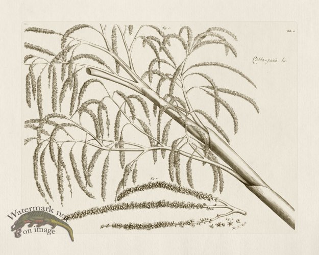 (image for) HORTUS VOl 03 10