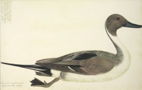 253 Swedish Birds . Anas Acuta, Northern Pintail, Male