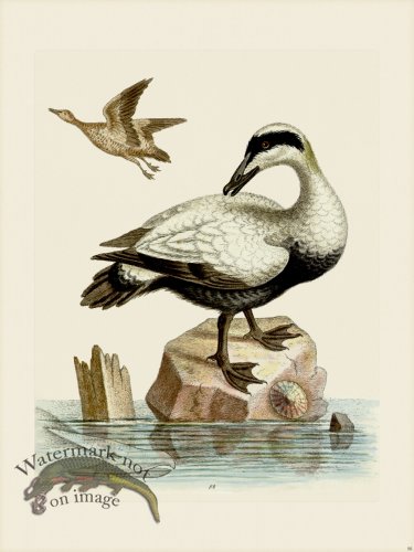 (image for) Edwards 098 Great Black and White Duck