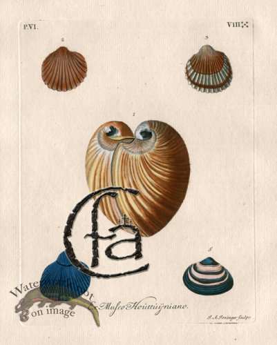 (image for) Knorr Shell 21