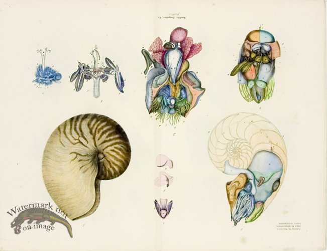 Goldfuss Nautilus Shells pl 437