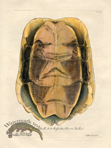 (image for) Trew Turtle Shell 22