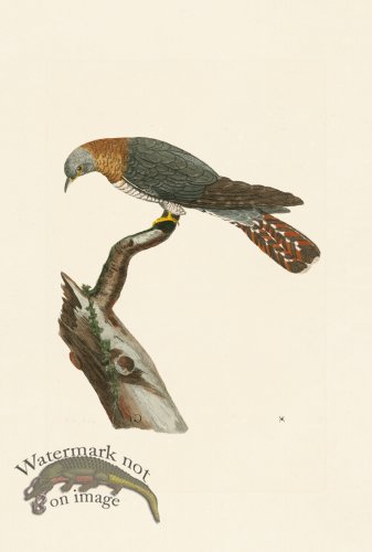 (image for) Pennant Zoology 092