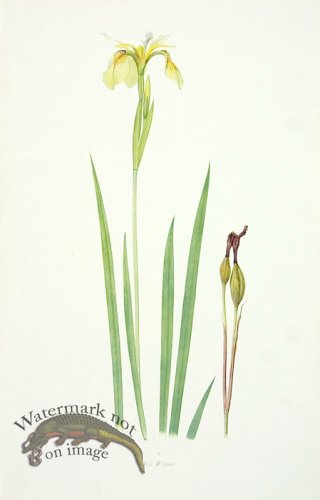 (image for) Dykes Iris 20