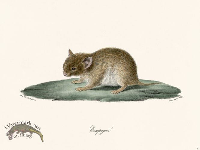 (image for) Cuvier 312 Eampagnd