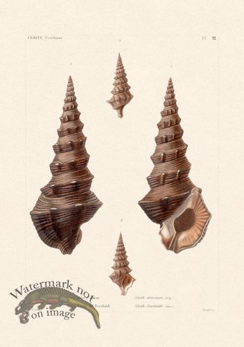 (image for) French Shell 052