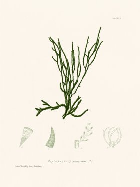 Bradbury Seaweed 170